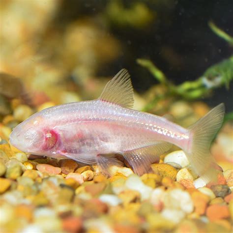 blind cave fish|Blind Cave Fish .